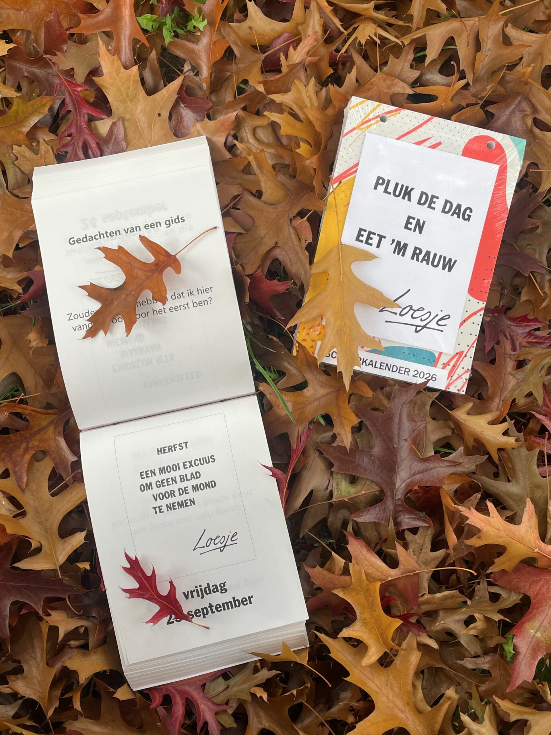 Loesje scheurkalender 2026 - Pluk de dag